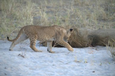 Aslan yavrusu kumda yürüyor ve oynuyor.