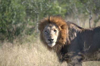 Afrika savanındaki aslan, Kenya