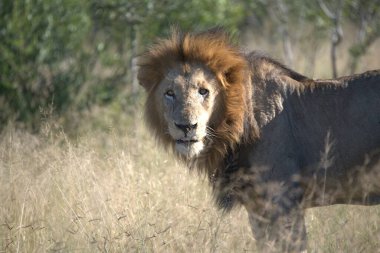 Aslan hayvan, yırtıcı kedi hayvan