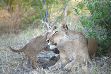 Kenya savanındaki aslan