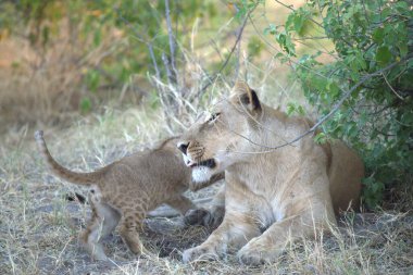 Anne ile aslan yavrusu