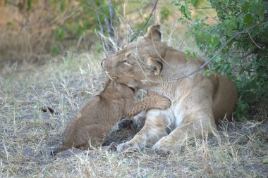 Hayvanat bahçesindeki genç aslan