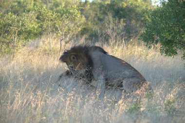 Aslan (panthera leo) Güney Afrika 'daki Kruger Ulusal Parkı' nda
