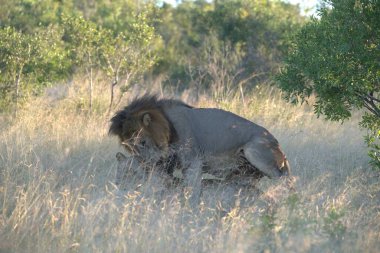 Güney Afrika 'daki Kruger Ulusal Parkı' nda aslan var.
