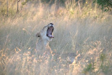 Vahşi hayatta aslan. Afrika ve Panthera Leo, Kenya 'nın doğası