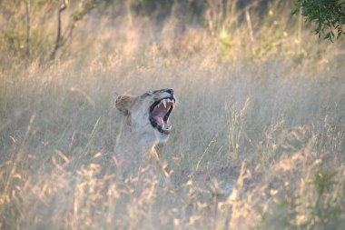 Aslan, panthera leo, erkek aslan, panthera leo, otların arasında yetişkin