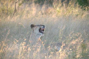 Aslan vahşi Afrika 'da