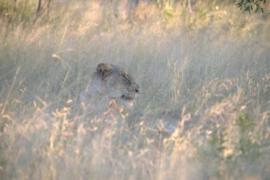 Kenya savanındaki aslan