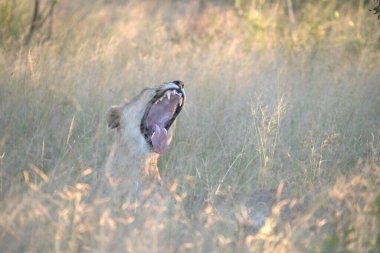 Otların arasında bir erkek sırtlan.