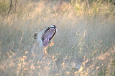 Kruger Park 'ta avlanan Afrika aslanı.
