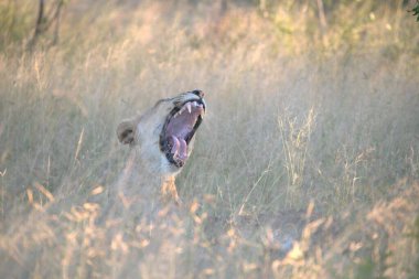 Otların arasında bir kuş