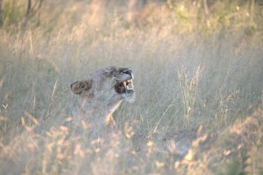 Gündüz vakti otların arasında bir aslanın yakın çekimi.