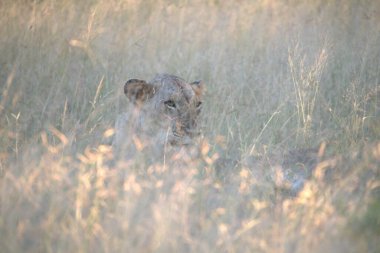 Kenya 'nın vahşi bozkırında çita