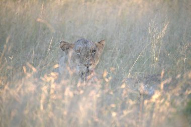 Aslan yavrusu çimlerde