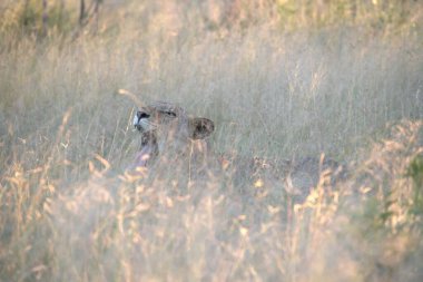 Vahşi hayvanlar, seçici odaklanma