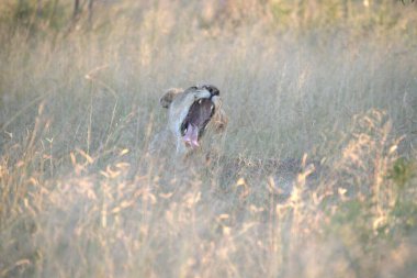 savana vahşi hayvanlar