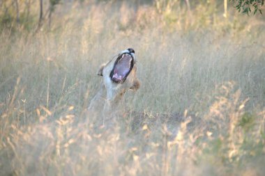 Beyaz tilki çimenlerde avlanıyor.