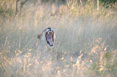 Beyaz geyik, büyük kulaklı, geyik familyasından bir memeli türüdür.,
