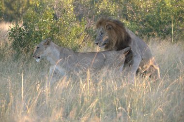 Afrika savanındaki aslanlar