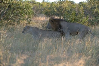Kenya parkındaki bozkırda bir aslan