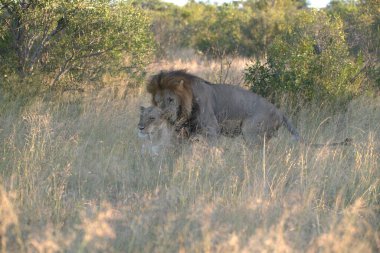 Aslan ın kruger national park, Güney Afrika