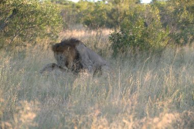 Kenya savanındaki aslan
