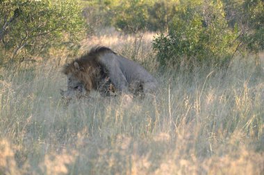 Kenya Afrika 'nın vahşi savanasında dişi aslan.