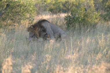 Savanadaki büyük dişi aslan.