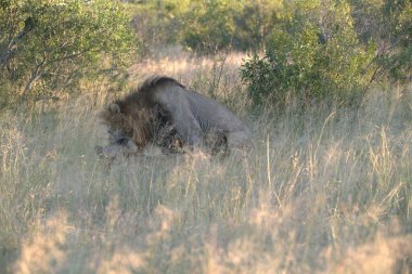 Aslan Kruger National park