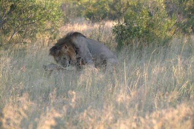 Kenya savanındaki aslan
