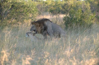 Aslan yavrusu çimlerde.
