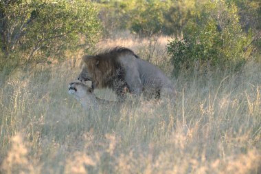 a lion and cub in the wild