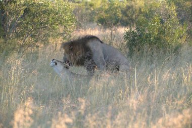 lion cub in grass with its open mouth