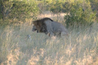 Kenya savanındaki aslan