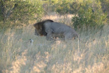 Aslan vahşi, Güney Afrika 'da