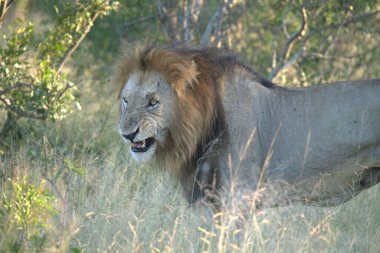 Afrika savanındaki aslan.