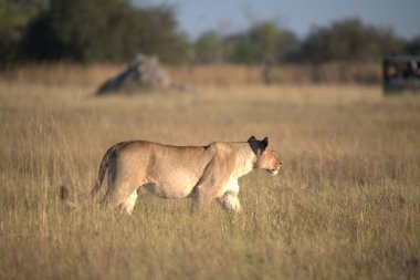Aslan (panthera leo) Kenya, Afrika savanasında yürüyor