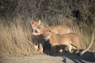 Afrika savanındaki aslanlar