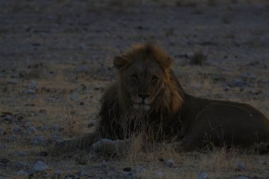 Kenya savanındaki aslan