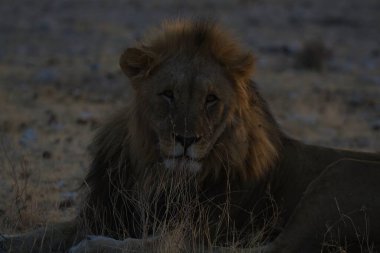 Afrika savanındaki aslan.