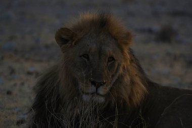 Kenya savanındaki aslan