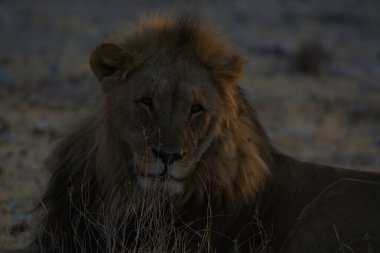 Afrika savanındaki aslan.