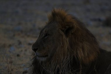 Bir erkek aslan, çimlerde bir aslan