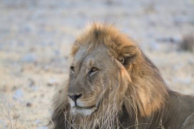 Afrika savanındaki aslan.