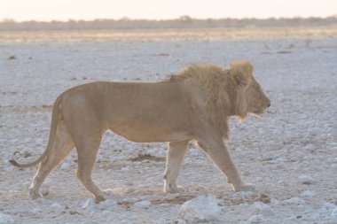 Etoşa Ulusal Parkı 'nda beyaz aslan.