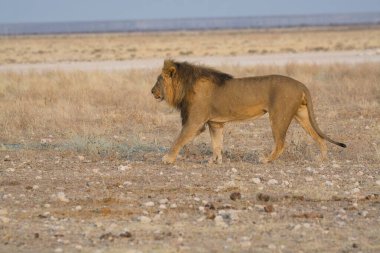Afrika savanındaki aslan vahşi bir hayvanın arka planında