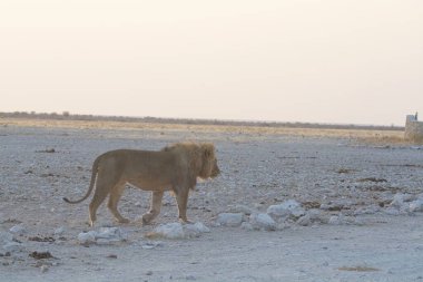 Büyük bir Afrika aslanı bozkırda yürüyor.