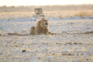 Hayvanat bahçesindeki beyaz aslan. hayvanlar