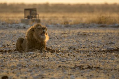 Chobotswana Milli Parkı 'nda yerde yatan beyaz bir aslanın güzel manzarası.