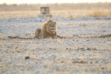 Afrika savanındaki aslan, Kenya